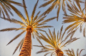 Palm trees backdropped by a blue sky.