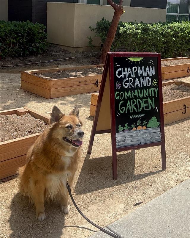 a dog next to a sign that reads "chapman grand community garden"