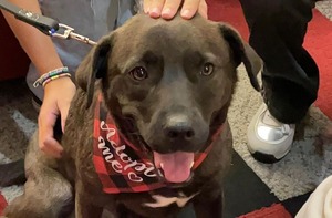 A dog on a leash. It has a red bandana around its neck.