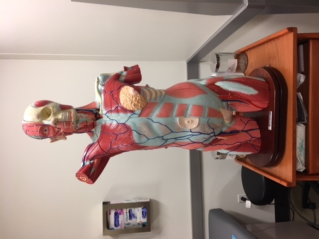 Anatomy Model 