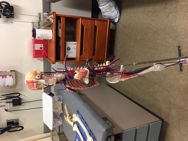 Vascular and Nerve Model