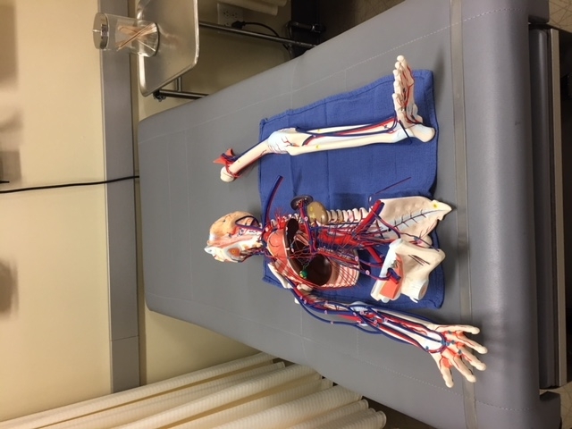 Upper and lower body vascular model