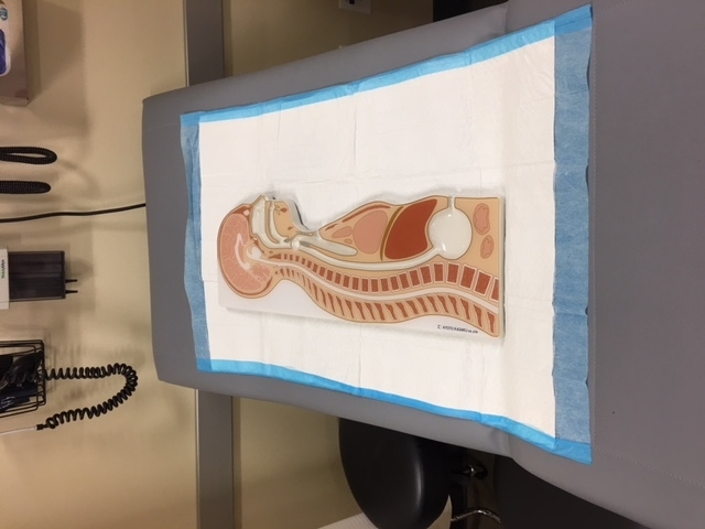 Nasogastric Tube Anatomy Trainer