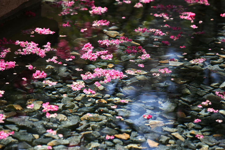 Flowers floating on a pond by the Berlin wall monument