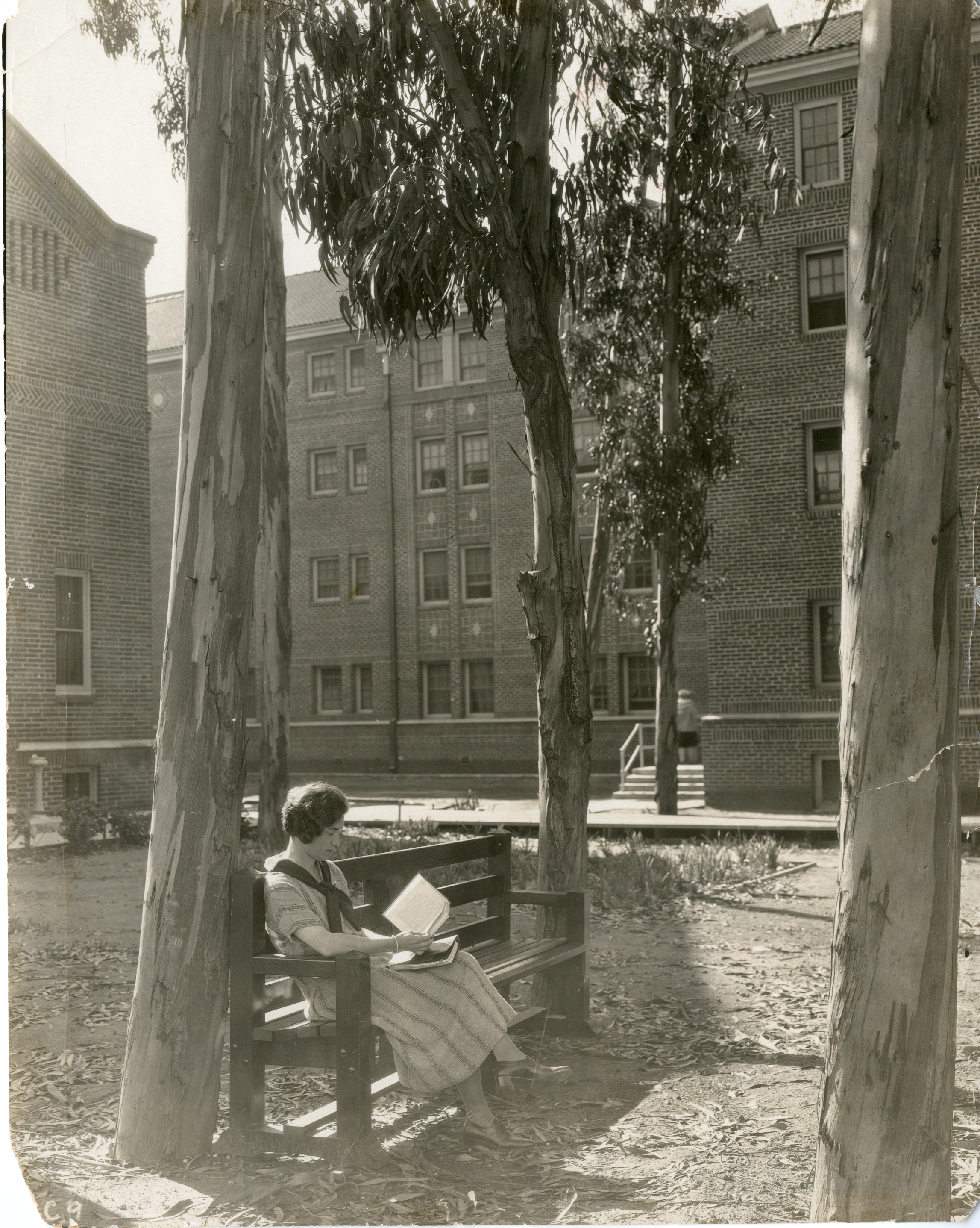 1. Student enjoying the senior bench, surrounded by eucalyptus, California Christian College, now known as Chapman University, Los Angeles 1925. (University Archives)