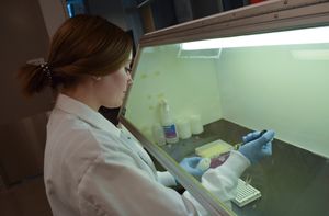 A student performs an experiment in a lab hood.