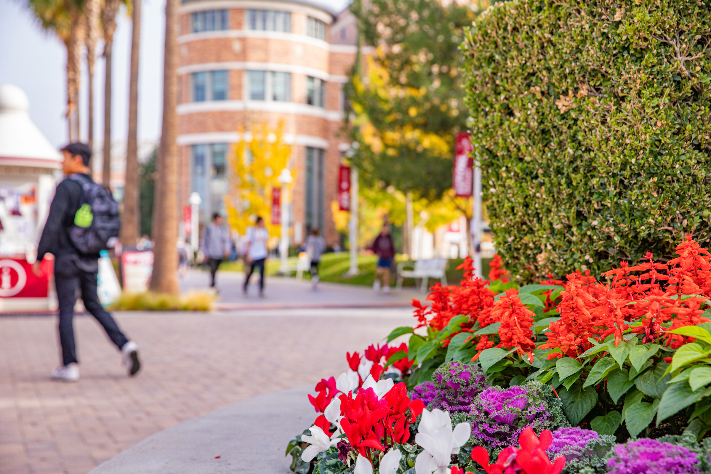 Colorful flowers with bustling campus out of focus in background